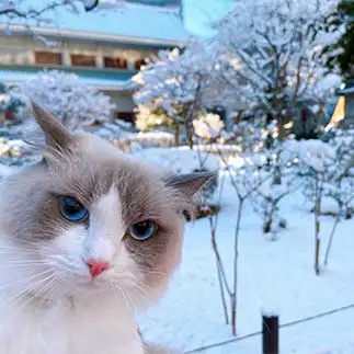 自撮りが上手すぎるネコ　　Raiの飼い主さん