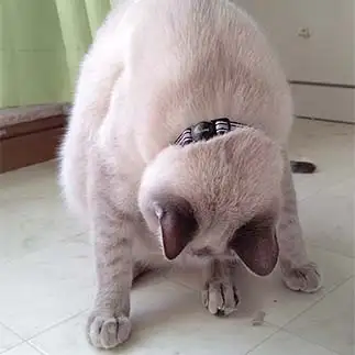 あやまりすぎるネコ　　りかちゃんさん