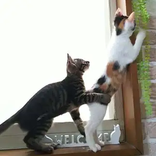支えがうますぎるネコ　　りかちゃんさん