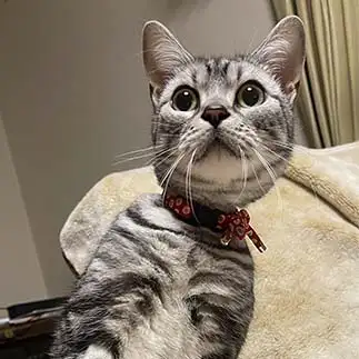 何かが見えすぎるネコ　　トモさん