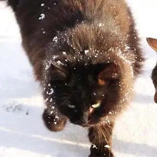 積雪1cmではしゃぎすぎるネコ　　おいにゃんさん
