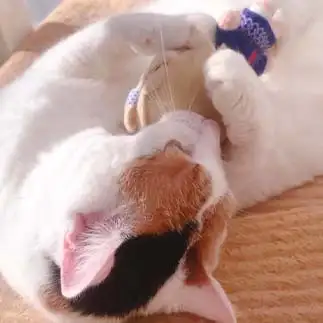 てごぬいが大好きすぎるネコ　　ねこさん