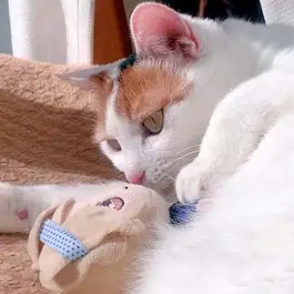 てごぬいが大好きすぎるネコ　　ねこさん