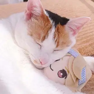 てごぬいが大好きすぎるネコ　　ねこさん