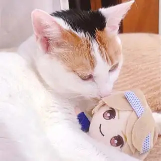 てごぬいが大好きすぎるネコ　　ねこさん