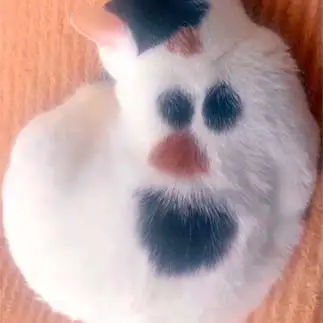 雪だるま？オラフ？？すぎるネコ　ねこさん