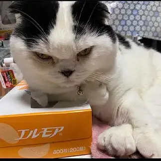 自慢の右こぶしが黙っちゃいないぜ！すぎるネコ　　ぱんだるさん