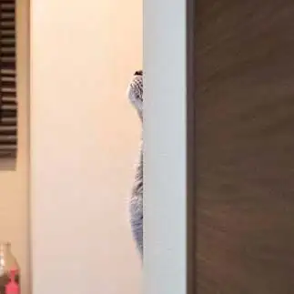 かくれんぼが得意すぎるネコ　　ゆずなつさん