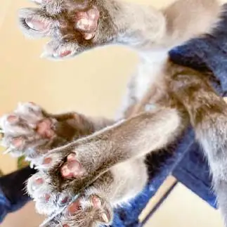 全開すぎるネコ　　ゆずなつさん