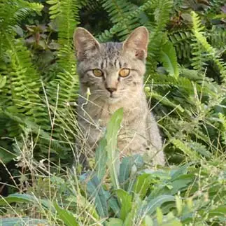 ジブリすぎるネコ　　うりねこさん