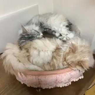 ぎゅーぎゅーもこもこすぎるネコ　　オブちび君さん