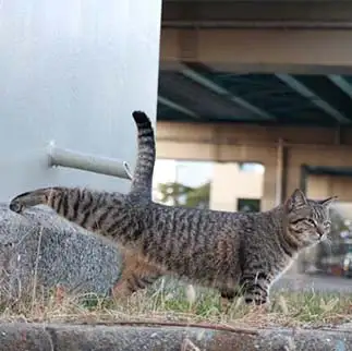 ヨガはじめましたすぎるネコ　　はんちゃんさん