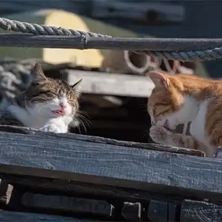 ウフフとかオホホとか笑い方が上品すぎるネコ　　karukan_catさん
