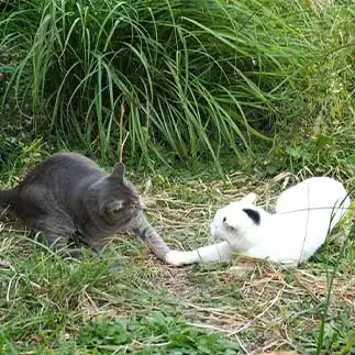 ラブロマンスを演じすぎるネコ　　黒猫カレンさん