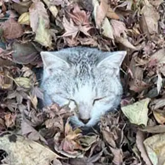忍法葉隠れの術すぎるネコ　　ハムカツさん