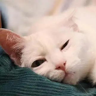 眠すぎるネコ　　ごんべさん