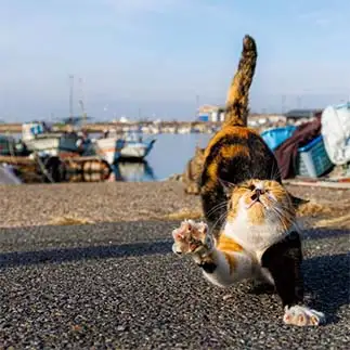 のびーすぎるネコ　　吉冨武留さん
