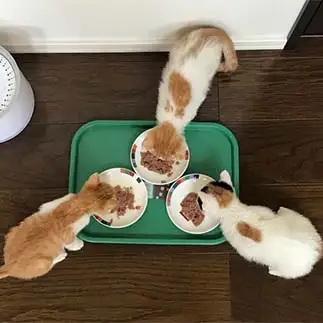 食事姿が高級外車のマークに見えすぎるネコ　　オータムんさん