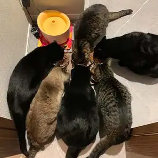 ペコペコすぎるネコ　　ひなさん