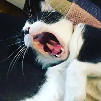 おおあくびすぎるネコ　　かにゃんさん