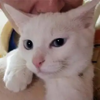 ふてぶてすぎるネコ　　シロさん