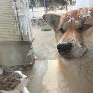 わんちゃんを迷惑そうな目で見すぎるネコ　　みーこさん