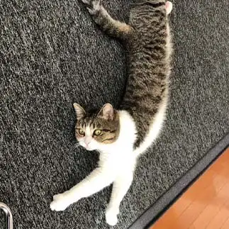 のびすぎるネコ　　さきさん