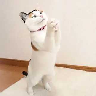 コロナ終息を願いすぎるネコ　　にゃんさん