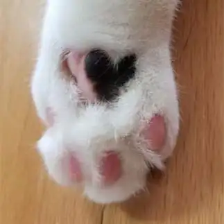 ラブすぎるネコ　　金ちゃんさん