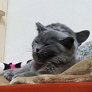 幽体離脱すぎるネコ　　モンミネットさん