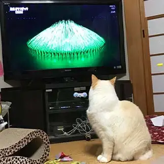 テレビっ子すぎるネコ　　にゃーさん