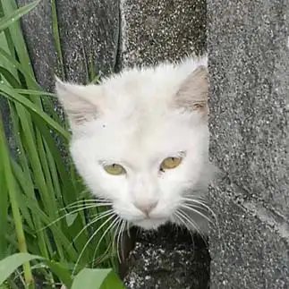 家政婦はみたすぎるネコ　　びんこさん