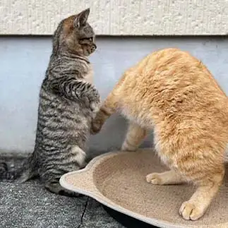 隠してるやろ？すぎるネコ　　sプラザさん