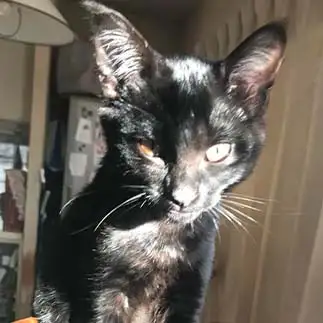 まだ5ヶ月の子猫なのに黒猫の貫禄がありすぎるネコ　　西岡ひろみさん