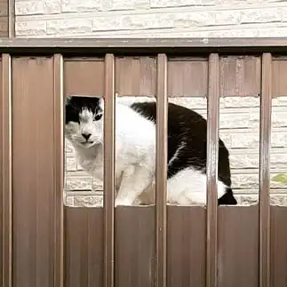 覗き見しすぎるネコ　　せおさん