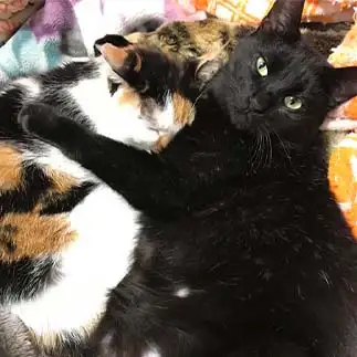 俺の女だ！すぎるネコ　　近藤美加さん