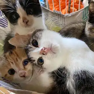 ナルシストすぎるネコ　　ネコばばさまさん