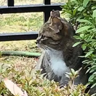 張り込み刑事すぎるネコ　　しとらすさん