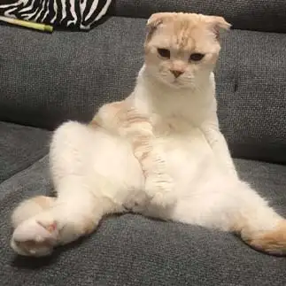 ぽっちゃりなグラドルすぎるネコ　　えいこ8さん