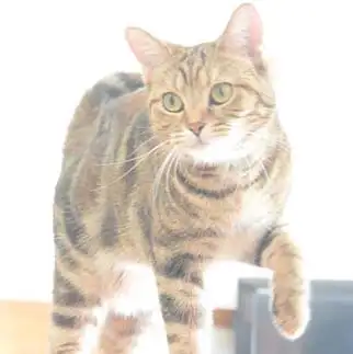 体幹アピールしすぎるネコ　　1号2号さん
