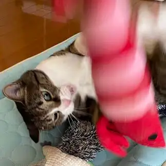 とりゃ～！！すぎるネコ　　めいさん