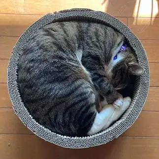 きっちきちすぎるネコ　　めいさん