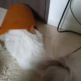 ゴミ箱が好きすぎるネコ　　りくさん
