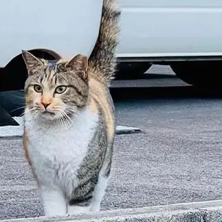 独りで平気だもんすぎるネコ　　カジハラさん