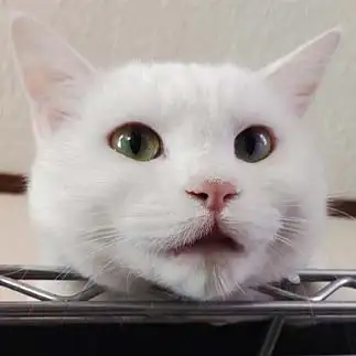ご飯の催促が独特すぎるネコ　　おいにゃんさん