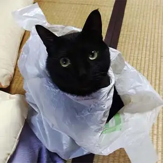レジ袋に絡まりすぎるネコ　　おいにゃんさん