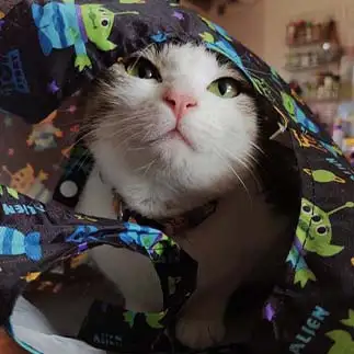 ネコバッグじゃねーよすぎるネコ　　おいにゃんさん