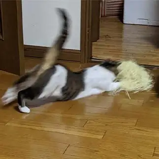 ズザーッすぎるネコ　　ひまわり屋ひまさん