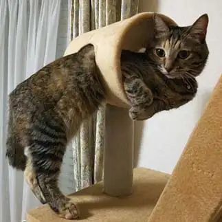 こうやって使う物ですが何か？すぎるネコ　　ひまわり屋ひまさん