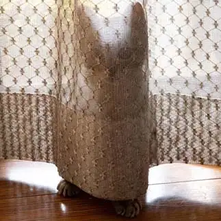 かくれんぼが下手すぎるネコ　　そらさん